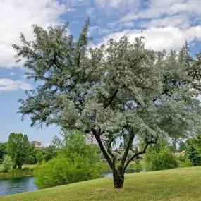 Willow White (Salix alba) 1